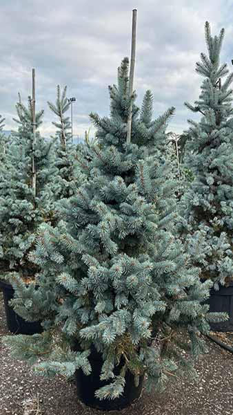 Picea Pungens Oldenburg Colorado Spruce or Blue Spruce
