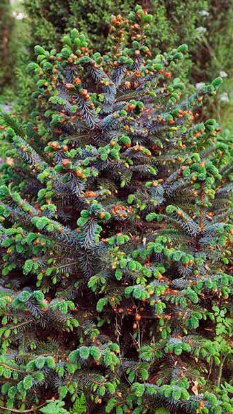 Picea Sitchensis Papoose Sikta Spruce also Coast Spruce Dwarf Conifer