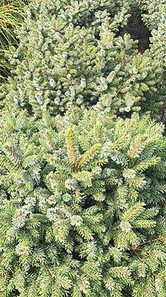 Picea Lutzii Machala or Lutz Spruce Machala has a compact, rounded shape with grey/green needles, a pretty dwarf pine tree for sale online UK.