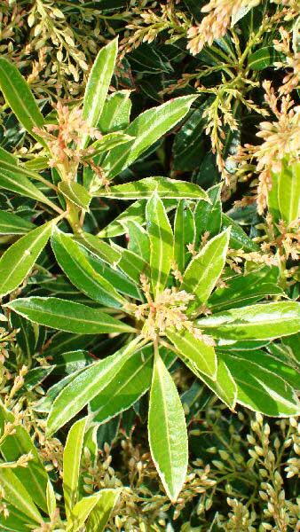 Pieris Flaming Silver, evergreen shrubs for sale London UK