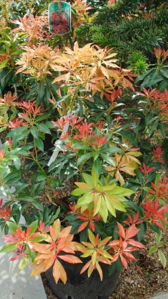 Pieris Japonica forest flame ornamental shrubs for sale at our London garden centre, buy online UK delivery
