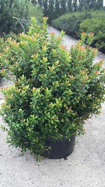 Pieris Japonica Little Green Heath, ornamental evergreen shrub with bronze and green leaves, buy online UK