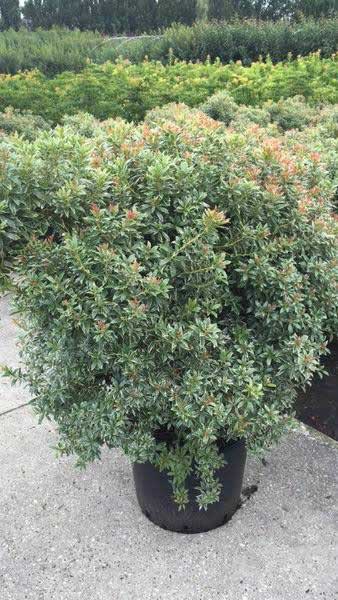 Pieris Japonica Little Heath ornamental evergreen shrub