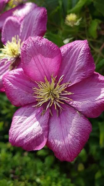 Clematis Ville de Lyon, a pink flowering clematis with large showy blooms