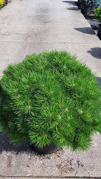 Pinus Nigra Bambino Gaëlle Brégeon or Austrian Pine Bambino