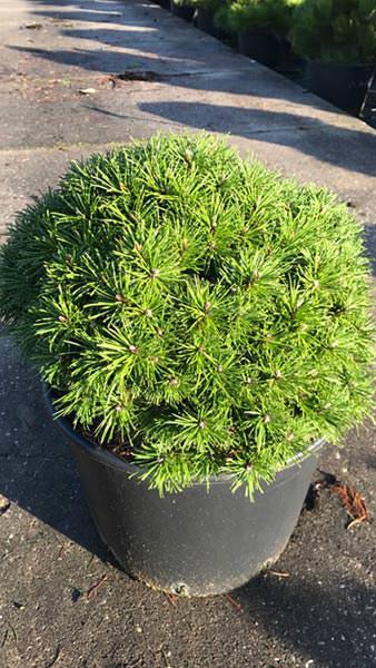 Pinus Mugo Benjamin, a slow growing compact conifer variety, preferring full sun - will develop into a neatly formed dome shape, buy online UK delivery.