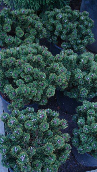 Pinus Mugo Nana - pine tree varieties for sale at London nursery - for sale UK