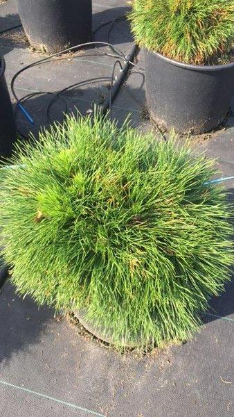 Pinus Mugo Varella - very compact rounded dome shape with very long needles, slow growing dwarf conifers to buy online UK delivery.