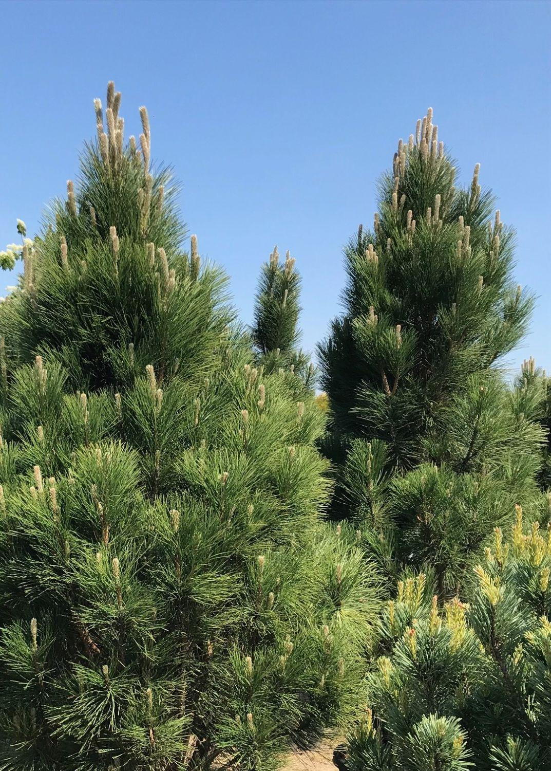Pinus Venus Pinus Pinus Pentaphylla Pine Five Needles 76 Cm