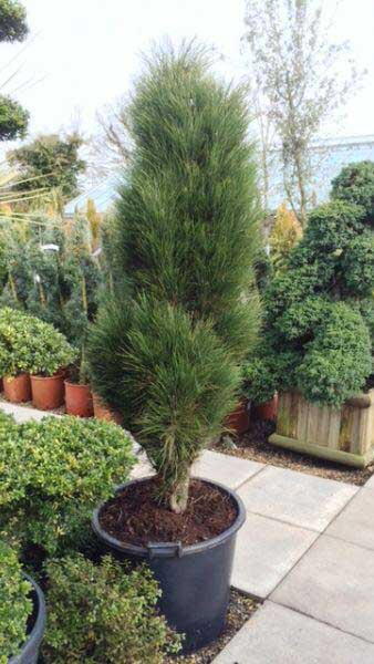 Pinus Nigra Green Tower, a fastigiated or narrow pillar-like upright pine. 