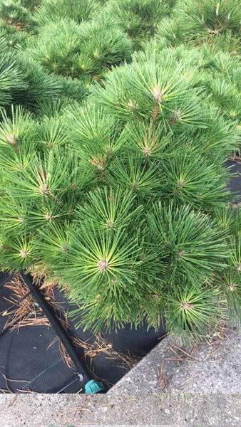 Pinus Resinosa Nana, Red Pine Nana, a beautifully shaped pine tree originally from North America, dwarf conifer and slow growing buy online UK