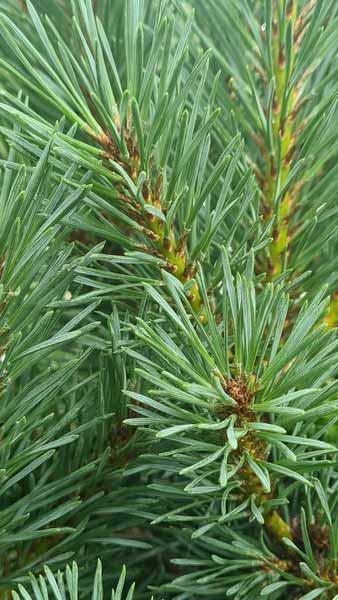 Pinus Sylvestris Chantry Blue, beautiful blue foliage on this variety of Scots Pine, compact shrub that won