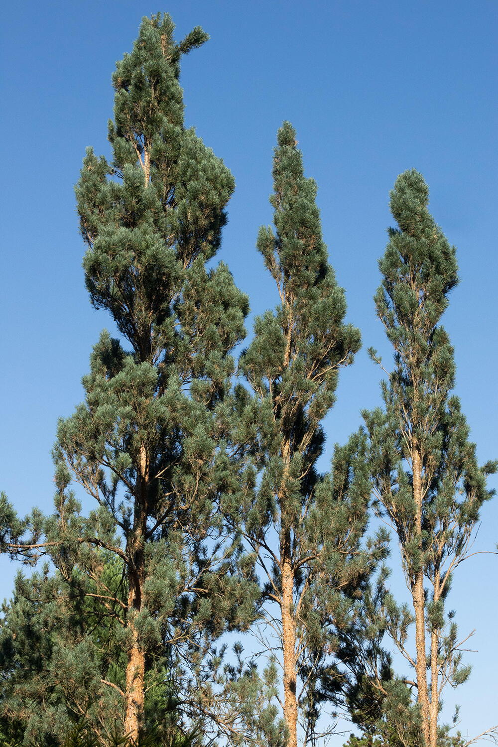 Columnar Scotch Pinus Sylvestris Fastigiata Columnar Scots Pine Upright Pine