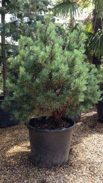 Pinus Sylvestris Glauca Nana, UK
