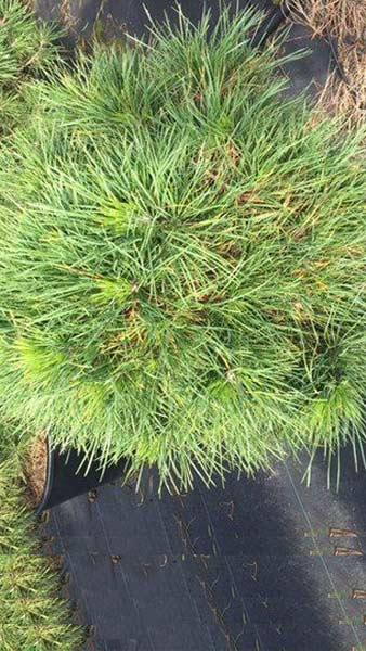 Pinus Nigra Globosa Viridis, a dwarf pyramidal shaped conifer, rounded dwarf variety of Dwarf Pine, buy online UK delivery.