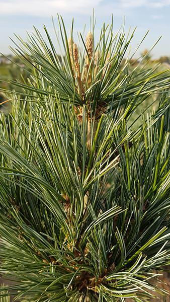 Pinus Vanderwolfs Pyramid or Vanderwolf Pine