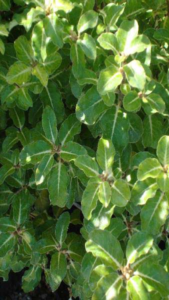 Pittosporum Goldstar for sale. Known as Kohuhu, an evergreen shrub for sale from Shrub Specialist Nursery - Paramount UK