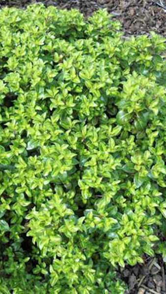 Pittosporum Tenuifolium Golden Ball