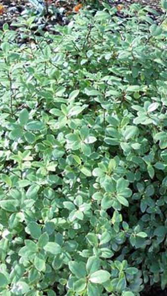 Pittosporum Tenuifolium Silver Ball