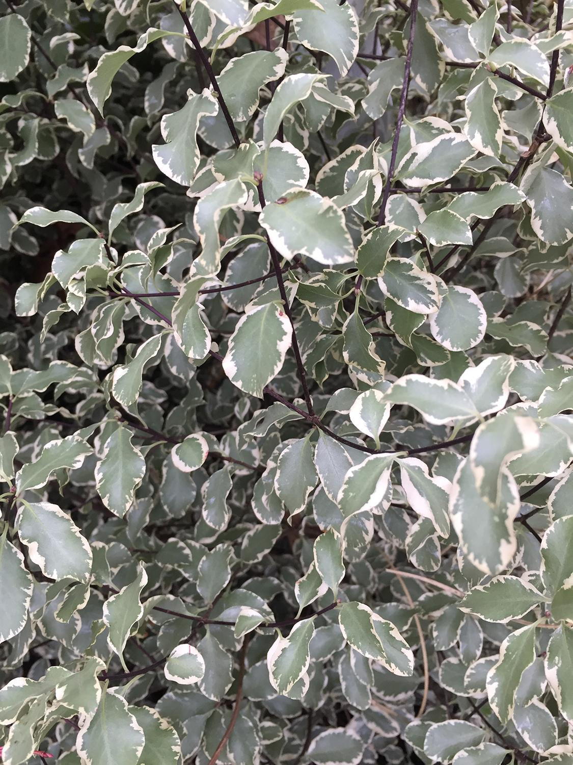 Pittosporum tenuifolium Silver Queen