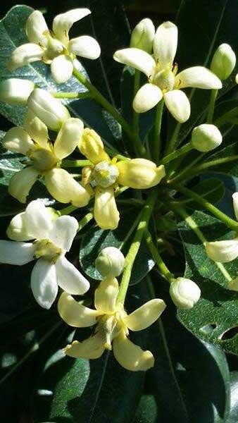 Pittosporum Tobira Nana Tree to Buy UK. Evergreen tree nursery, London UK 