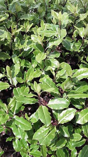 Pittosporum Tenuifolium Tom Thumb is an attractive evergreen shrub that changes colour from green to dark purple in autumn and winter, buy online UK.