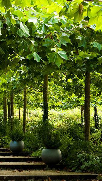 Platanus Hispanica Pleached London Plane trees, good quality trees and sizes at excellent prices, these are rootballed trees for sale online UK.