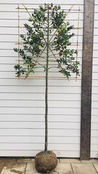 Ilex Aquifolium Pleached Holly Trees for Sale Online UK 