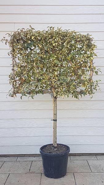 Pleached Japanese Privet Tree Variegated Trees or Pleached Ligustrum Japonicum Variegatum - evergreen trees in pleached form for stilted hedging and screening. 