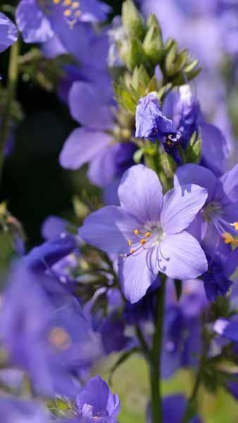 Polemonium Bressingham Purple Jacobs Ladder