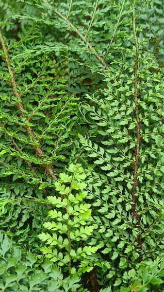 Buy Polystichum Setiferum Herrenhausen Soft Shield Fern, with UK delivery