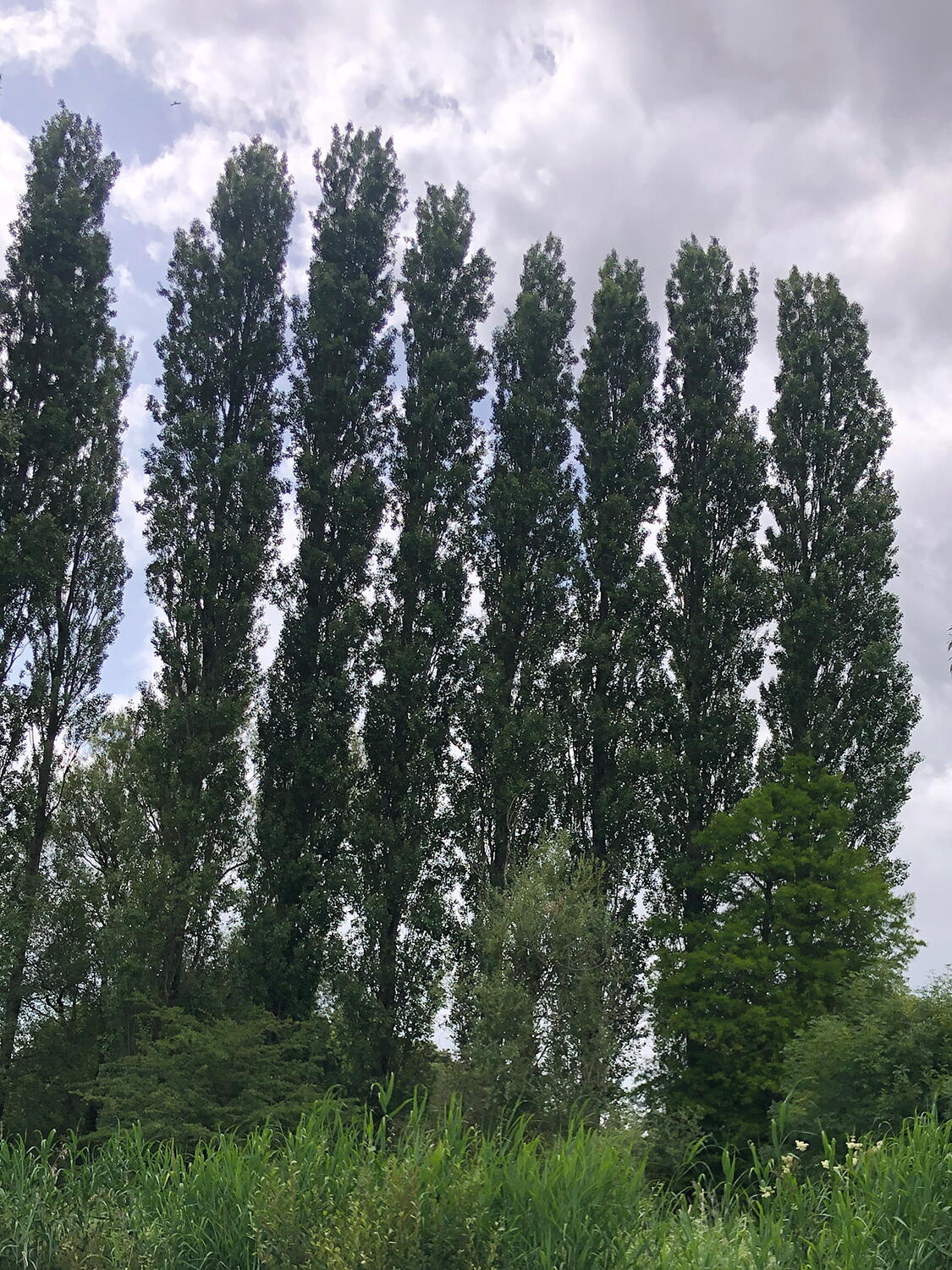 Populus Alba White Poplar Trees Mature Multi Stem Shape