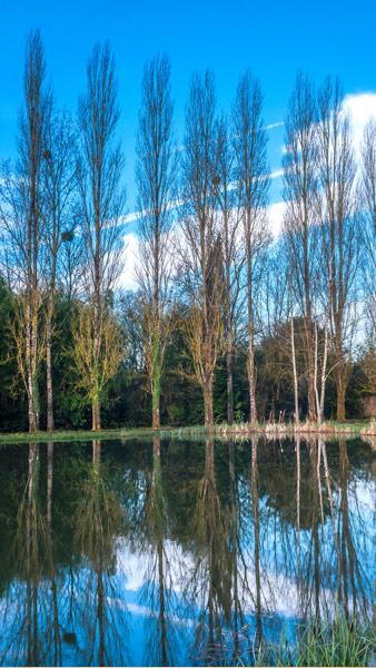 Populus Alba White Poplar Trees Mature Multi Stem Shape