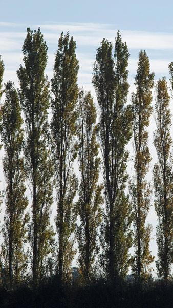 Populus Nigra Italica Black Poplar Italica (syn with Populus Nigra Pyramidalis), a large elegant narrow columnar tree often used for forming a tall screen