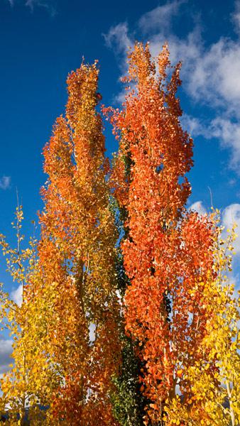Populus Tremula Erecta or Swedish Aspen, a narrowly columnar fastigiate tree, tall, slim, elegant with rustling (trembling) leaves, good autumn colour & catkins