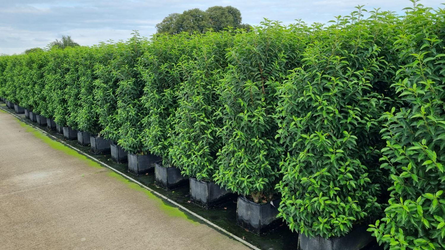 Hedging Screens Evergreen Portuguese Laurel Instant Screen hedging-screens-evergreen-portuguese-laurel-instant-screen