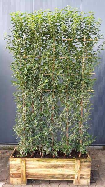 Evergreen Portuguese Laurel Instant Screens - perfect for creating a living green wall of hedging, buy online UK delivery