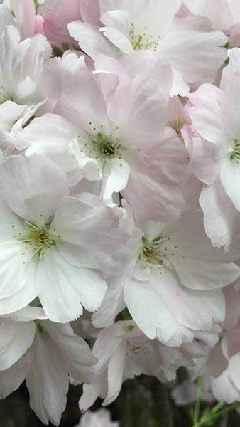 Prunus Amanogawa, Japanese Flowering Cherry trees - tall flagpole cherries, great for smaller gardens, buy online, UK delivery.