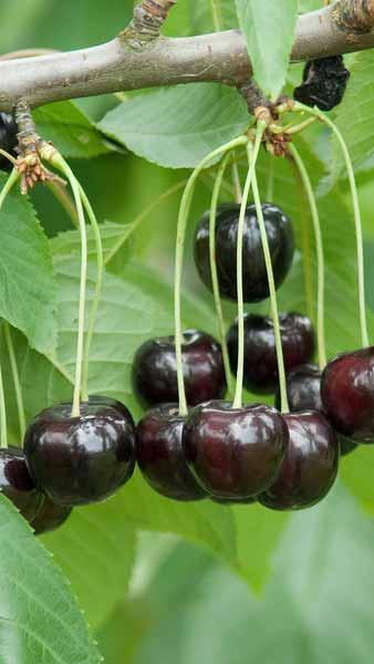 Prunus Avium Annabella Sweet Cherry, beautiful dark red fruits and prolific blossom in spring - good quality trees for sale UK.