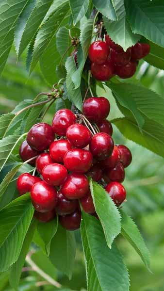 Prunus Avium Lapins Sweet Cherry, a dark red cherry producing heavy crops of large, well-flavoured fruit. It is self-fertile, and ready to pick in July. 