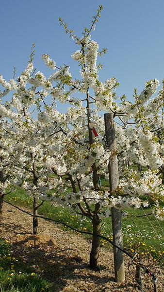 Prunus Avium Regina, Sweet Cherry Regina, a late-season black dessert cherry, ripening in mid-to-late July. Tasty cherries & resistant to fruit-cracking