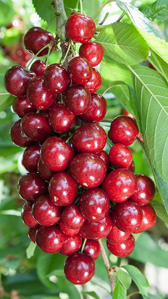 Prunus Avium Sweetheart Sweet Cherry, late fruiting cherry with dark red fruits with a good flavour