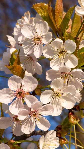 Prunus Avium. Wild Cherry Tree for sale as bare root trees at our London plant centre, UK