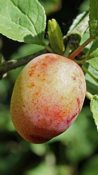 Prunus Domestica Early Laxton Plum Tree, an early season fruiting plum tree with golden fruit that ripens in mid July