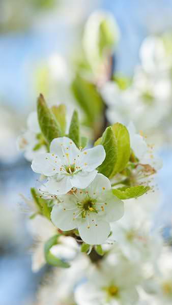 Prunus Domestica Early Prolific Plum, produces white blossom and a heavy crop of small, round blue plums very suitable for making jam.