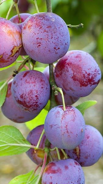 Prunus Domestica Excalibur Plum tree produces large plums that ripen at the end of August.