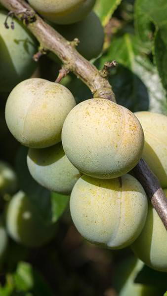 Prunus Domestica Reine Claude Verte Plum, a heritage greengage plum variety producing flowers from March to April  & sweet light green fruits in September. 