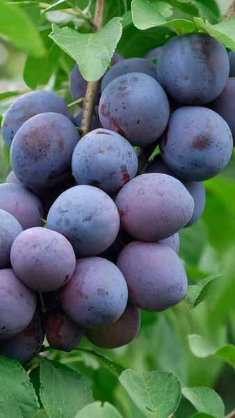 Prunus Domestica the Czar Plum Tree producing very deep blue fruits ripening in early August