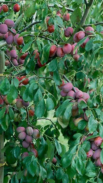 Pleached Plum Tree, variety Victoria, Prunus Domestica Pleached