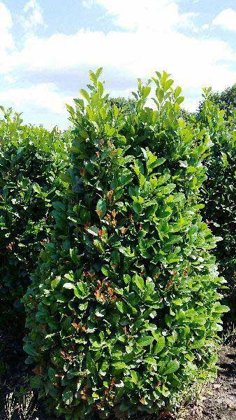 Prunus Laurocerasus Etna shrubs, the perfect hedging for small gardens. Buy online UK delivery 